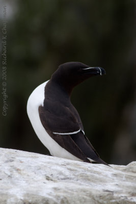 Razorbill