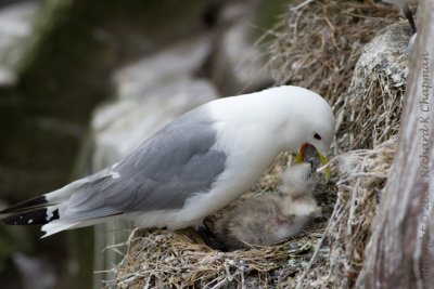 Kittiwake feeding chick