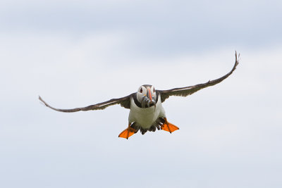 Puffin in flight