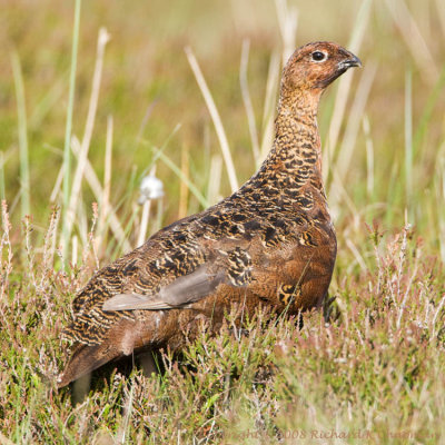 Red Grouse