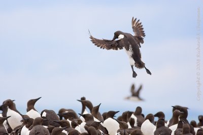 Farne Islands