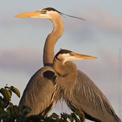 Great Blue Heron couple