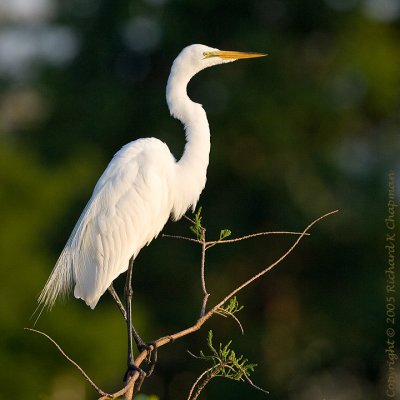 Great Egret