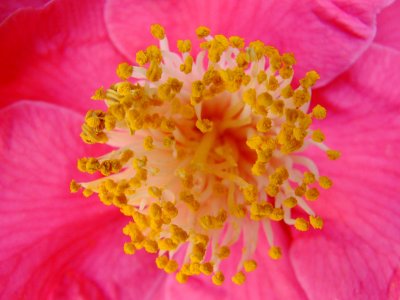Close-up of Pink Camellia