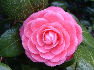 Pink Camellia in the Rain