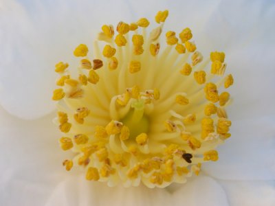 Close-up of White Camellia