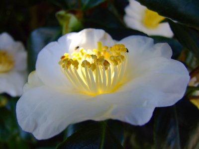 White Camellia