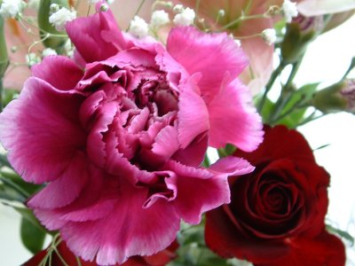 Pink Carnation & Rose