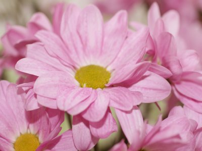 Pink Chrysanthemums