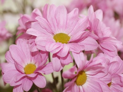 Pink Chrysanthemums