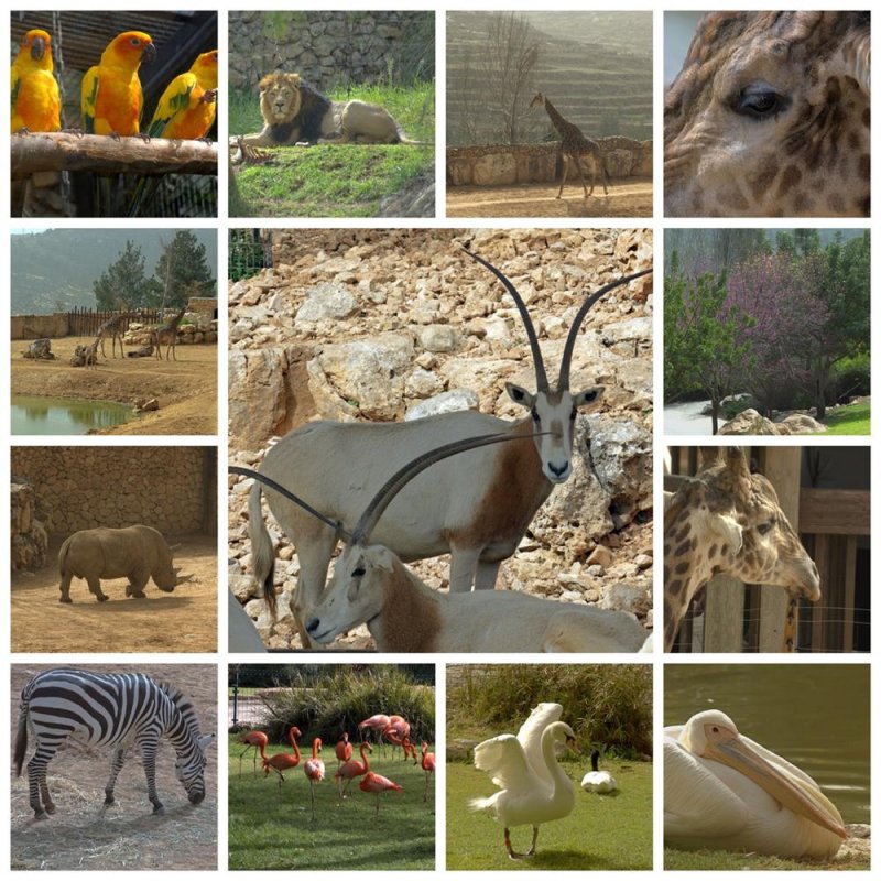 The Biblical Zoo -  Jerusalem.jpg