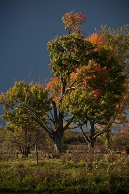 2009-Ancient Maples on the 5th Line