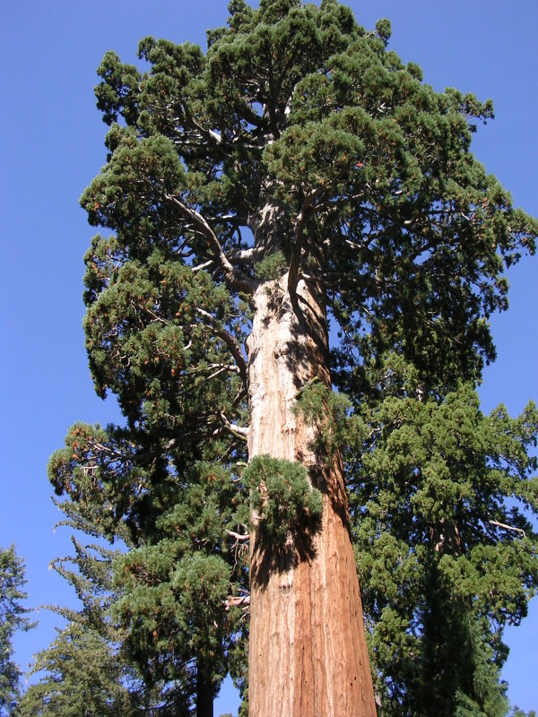 Sequoia 006.jpg