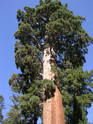 Sequoia 006.jpg