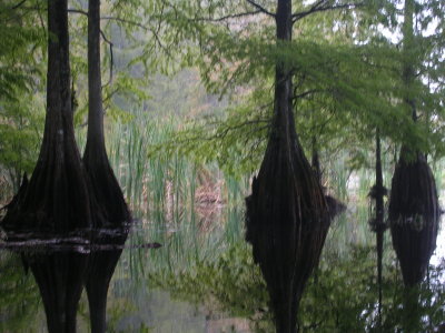 Cypresses on Little Lake Henderson