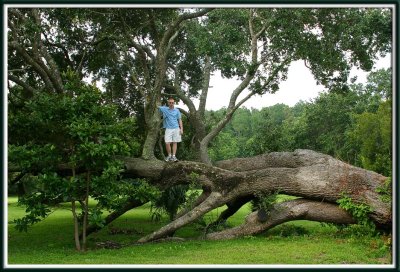 Brett on the oak tree
