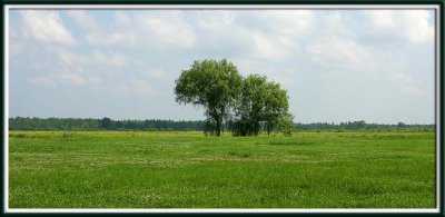 A view of the old rice fields- two trees enjoying life together
