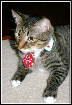 Beanie chills out in his new tie. Gotta look your best for Santa!