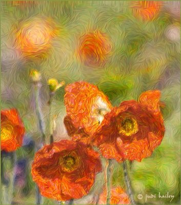 Poppies Van Gogh