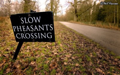 Slow Pheasants