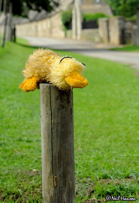 Duck on a Post
