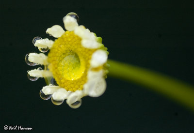 Damp Daisy