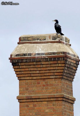 Cormorant