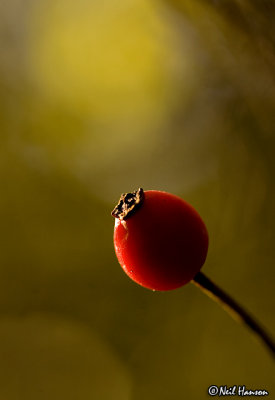 Autumn Berry