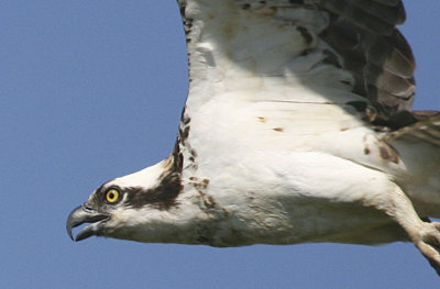 Beach Ln nest 2008