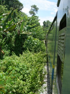 Train and jungle