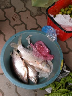 Fish for sale on platform 1, Gua Musang