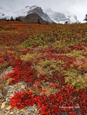 Columbia Icefield