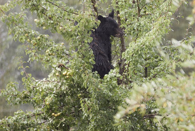 Black Bear in apple tree