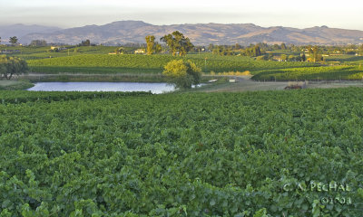 Sunset in Napa