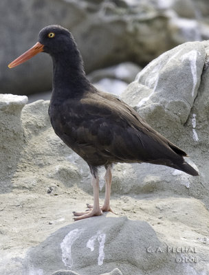 Oyster Catcher