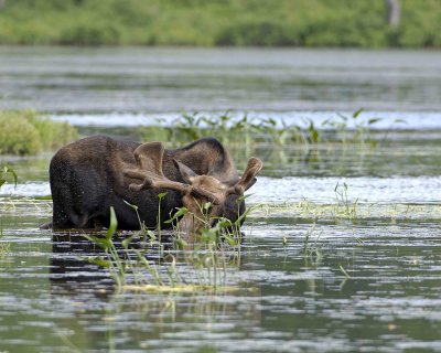Moose, Bull, water feeding-070508-River Pond, Golden Road, ME-#0227.jpg