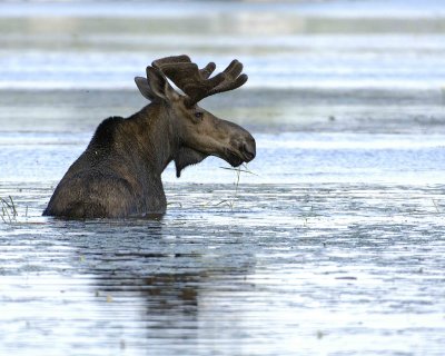 Moose, Bull, water feeding-070508-River Pond, Golden Road, ME-#0833.jpg