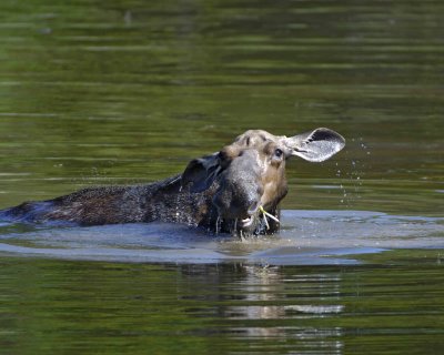 Moose, Cow, water feeding-070408-Sandy Stream Pond, Baxter State Park, ME-#0014.jpg