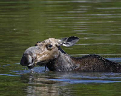 Moose, Cow, water feeding-070408-Sandy Stream Pond, Baxter State Park, ME-#0041.jpg
