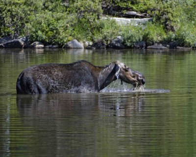 Moose, Cow, water feeding-070408-Sandy Stream Pond, Baxter State Park, ME-#0378.jpg