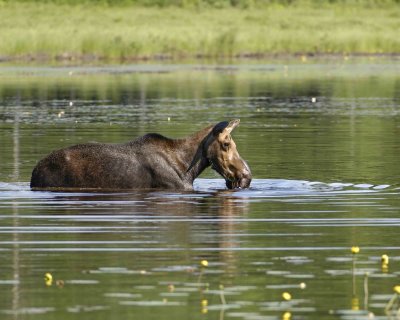 Moose, Cow, water feeding-070608-Compass Pond, Golden Road, ME-#0137.jpg