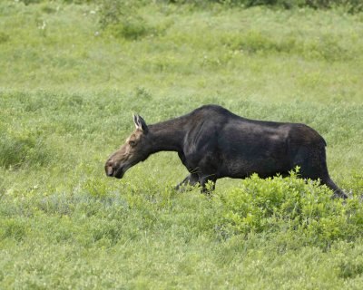 Moose, Cow-070408-Compass Pond, Golden Road, ME-#0488.jpg