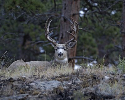 Deer, Mule, Buck-8X7(Tagged)-101108-Upper Beaver Meadows, RMNP-#0054.jpg