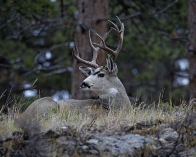 Deer, Mule, Buck-8X7(Tagged)-101108-Upper Beaver Meadows, RMNP-#0059.jpg