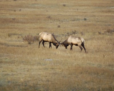 Elk, 2 Bulls Sparring-101008-West Horseshoe Park, RMNP-#0179.jpg