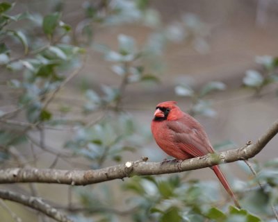 Cardinal, Northern, Male-112708-Oakton, VA-#0034.jpg