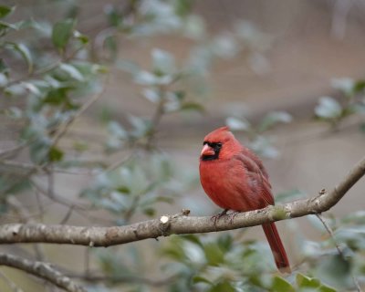 Cardinal, Northern, Male-112708-Oakton, VA-#0072.jpg