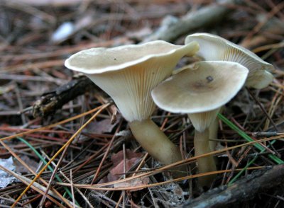 IMG_5650 Clitocybe  pied renfl - Club foot - Clytocybe clavipes