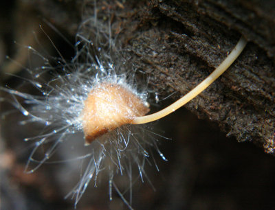 IMG_6242 Mycena with pin mould - Mycena sp w Spinellus fusiger.jpg