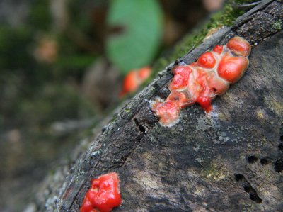 IMG_6447 red sac fungi sp.jpg